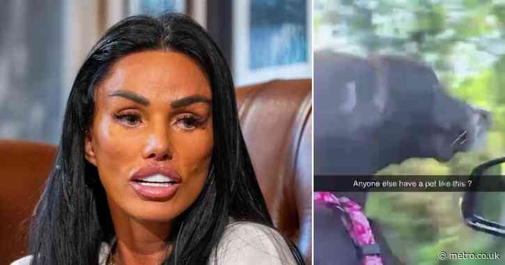 Katie Price slammed for ‘dangerous’ dog video that could have ended in tragedy