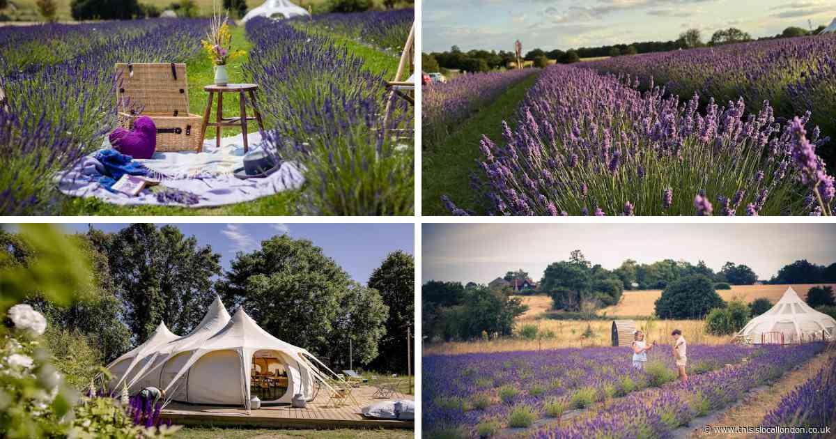 One of the UK's 'most loved' lavender fields is only an hour away from Romford