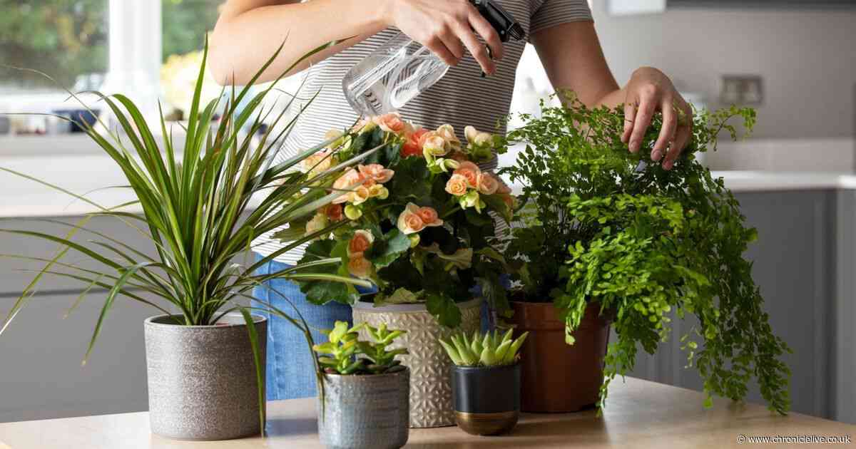 Genius trick to banish flies from your home to protect your house plants
