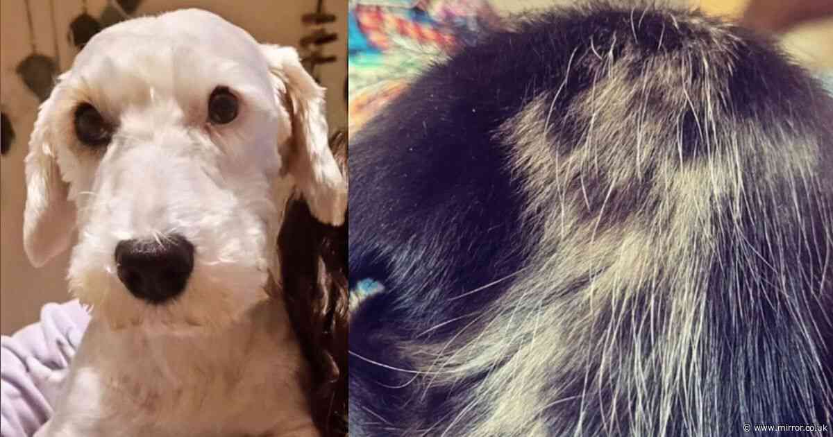 Woman speechless after spotting dead dog's 'ghost markings' on new pups' fur