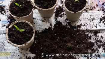 Warum Sie „Schneckeneier“ in der Blumenerde nicht entfernen sollten