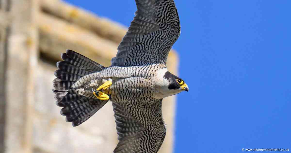 Second peregrine falcon found dead in Christchurch