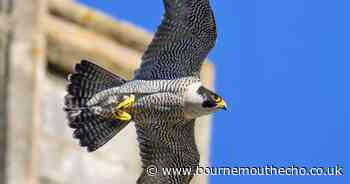Second peregrine falcon found dead in Christchurch