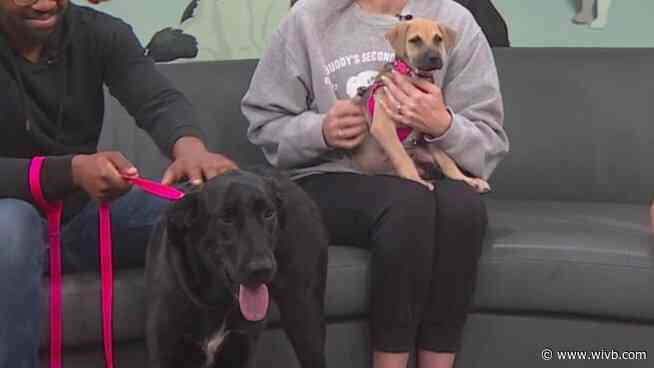 Cher, Chrissy make treks from Puerto Rico, Georgia for adoption