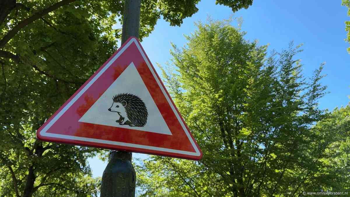 Verkeersbord voor egels: ‘Ze rollen zich alleen op, ze rennen niet weg’