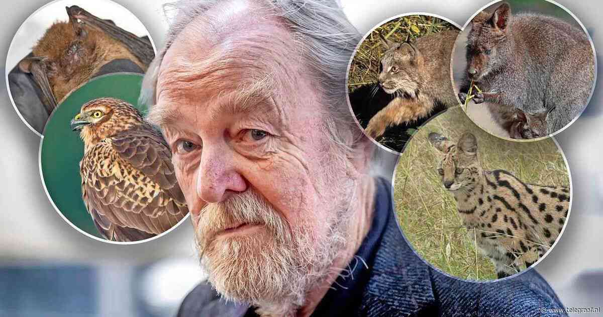 Ontsnapte lynx, jacht op wallaby en boze buizerd zetten boel op stelten: ’Je kunt beter niet naar Brabant gaan’