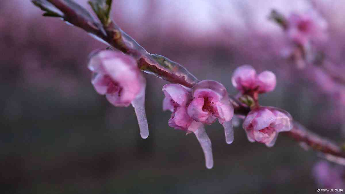 Gartenkalender beachten: Im Mai Pflanzen vor Nachtfrösten schützen