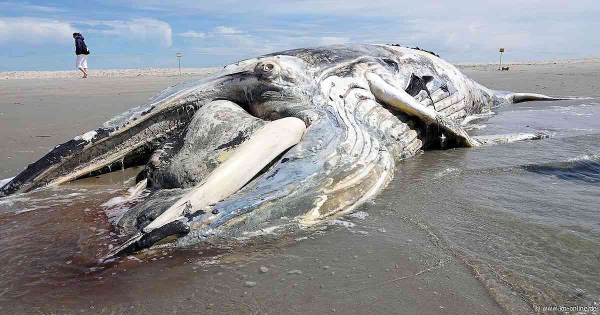 Sankt Peter-Ording: Toter Buckelwal am Nordsee-Strand geborgen
