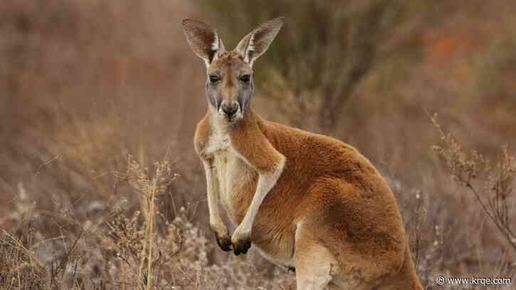 Man found dead in kangaroo enclosure with 'blunt force injuries,' police say. How dangerous are they?