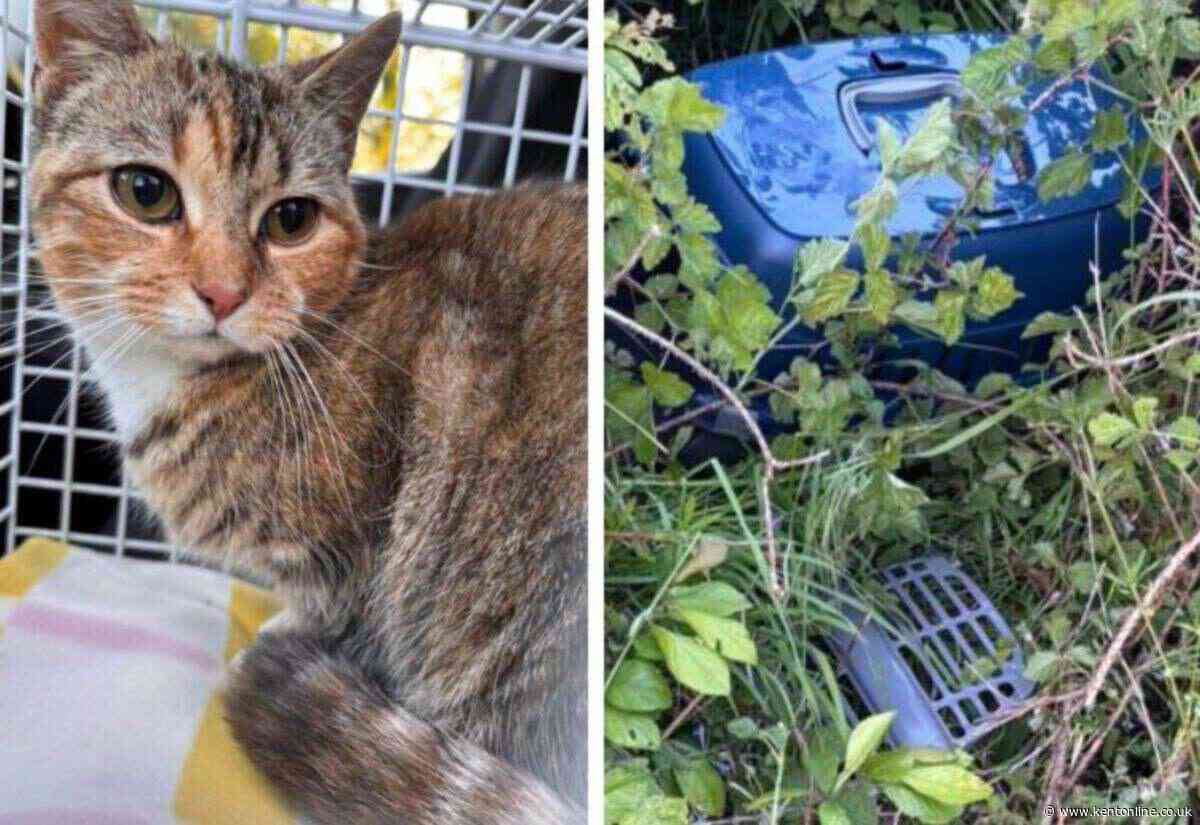 'It’s disgusting’: Heartbreak as ‘scared and starving’ kitten dumped on busy roadside