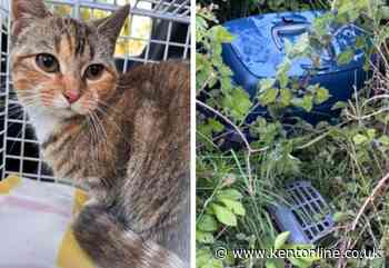 'It’s disgusting’: Heartbreak as ‘scared and starving’ kitten dumped on busy roadside