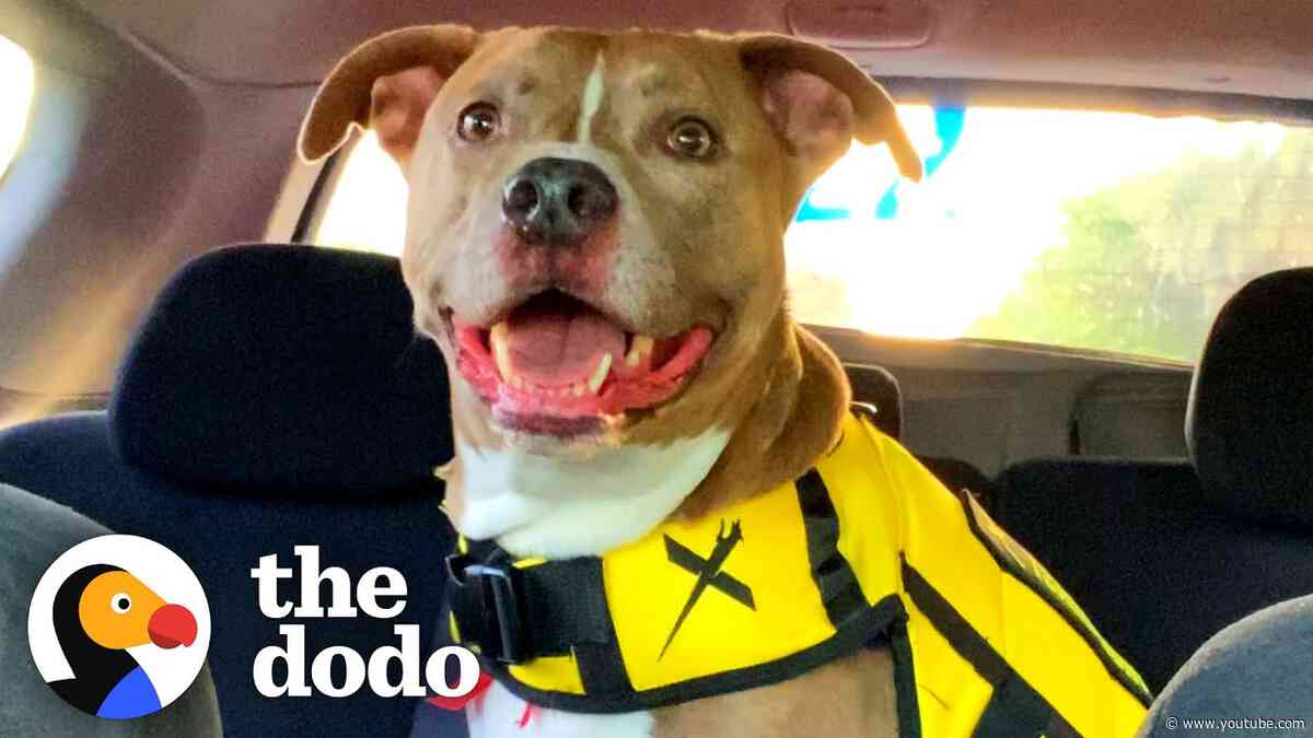 Anxious Pittie Has A Special Weighted Blanket | The Dodo