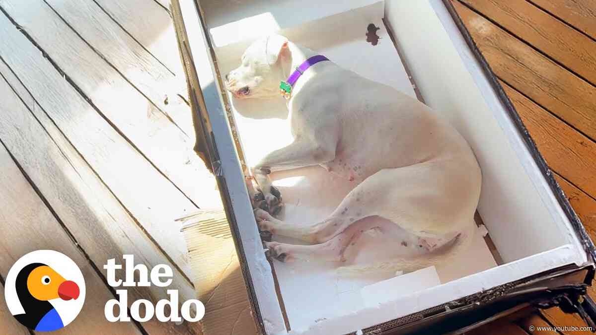 Deaf Foster Dog Sleeps In The Weirdest Positions | The Dodo