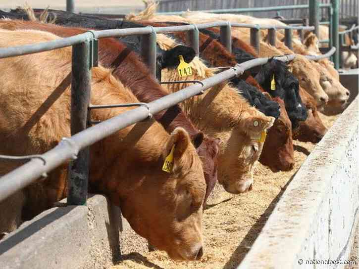 Tariff threats dampen pork prices as beef prices rise: Statistics Canada