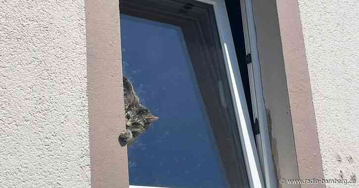 Feuerwehr rettet Katze aus gekipptem Fenster