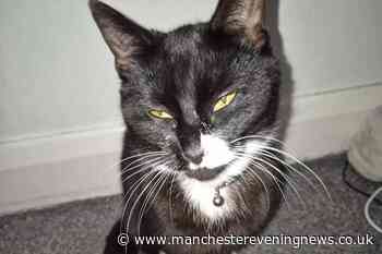 Mum's warning after family cat dies due to poisoning
