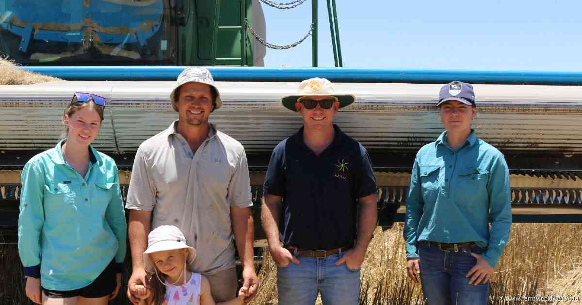 How does 'strip and disc' compare with 'draper and disc' when managing stubble?
