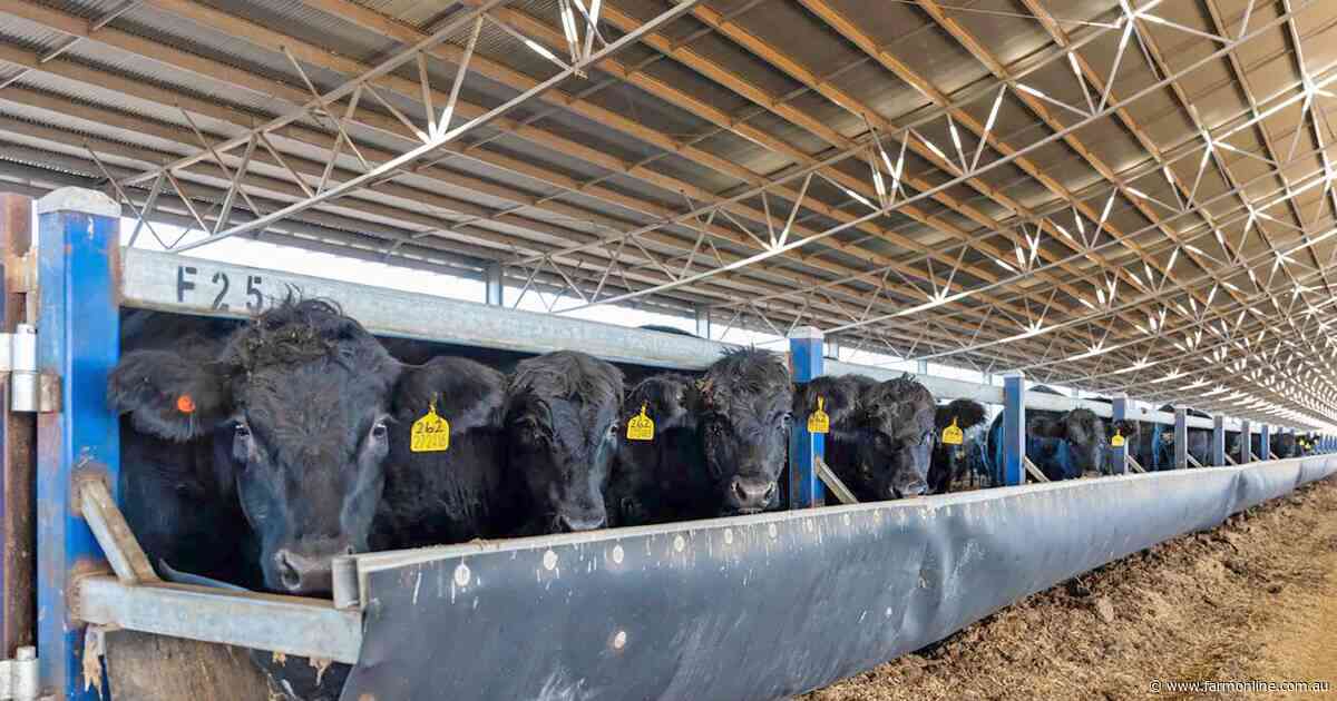 Rare opportunity with a high capacity SA feedlot offered for sale