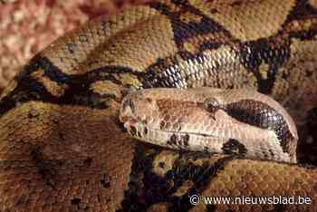 Controleurs betrappen reiziger met boa constrictor op tram in Den Haag