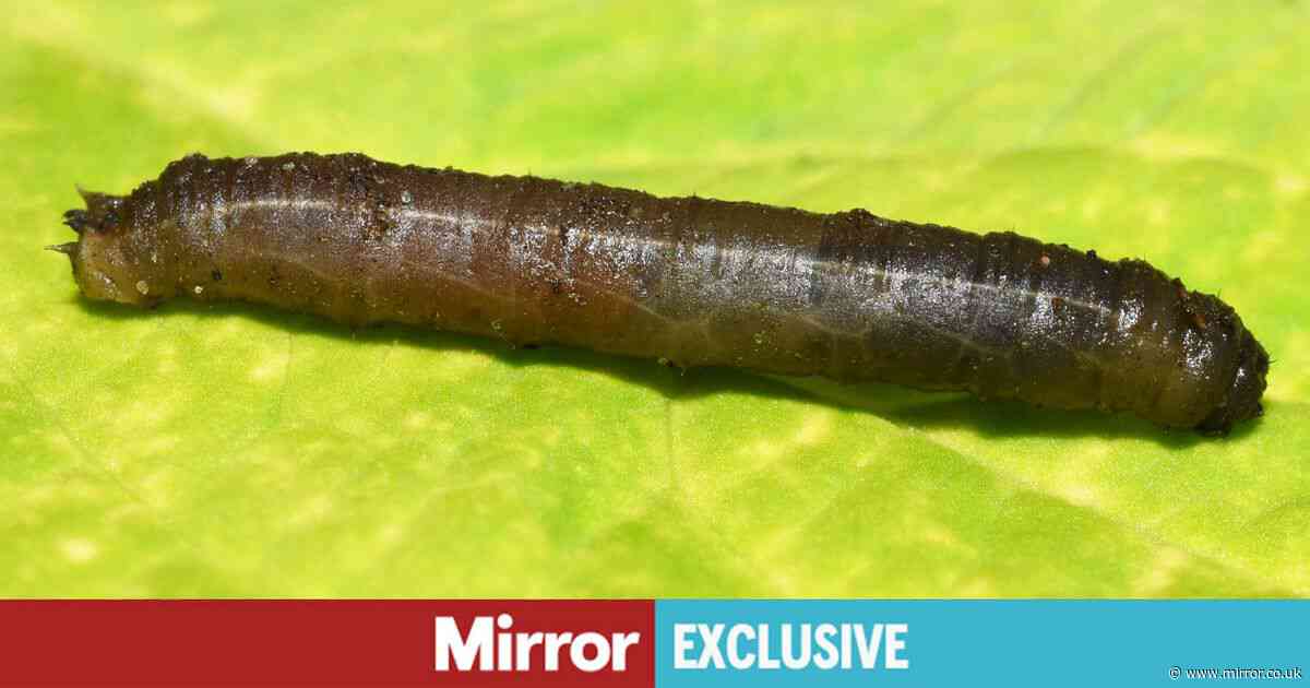 Lawns will look more lush if gardeners do one simple thing costing nothing