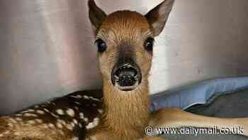 Bambi-like baby deer is miraculously rescued after its mom is hit and killed by car