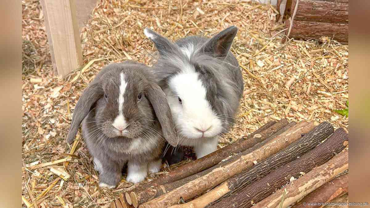 Tierheim Salzgitter bietet Widderkaninchen zur Adoption