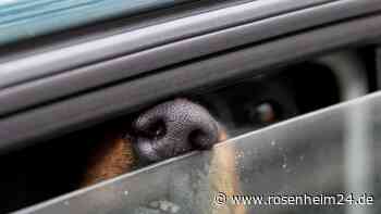Stundenlang im Auto eingesperrt: Passanten retten Hund das Leben