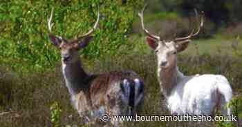 Rare white deer captured on camera by Dorset snapper
