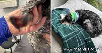 Homeless man given police warning after 'frenzied' dog attack