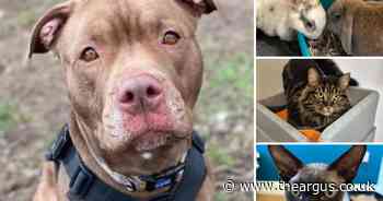5 pets from RSPCA Sussex who are on the lookout for their forever homes