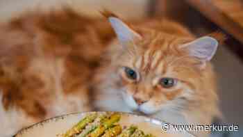 Gourmet oder Gift? – Wenn Katzen plötzlich Spargel kosten wollen
