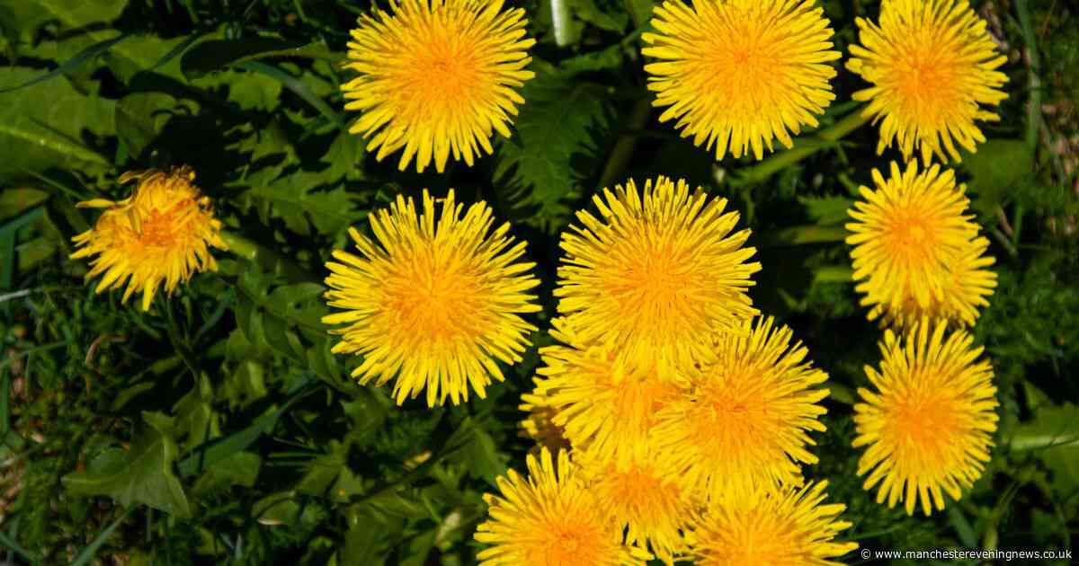 Remove dandelions from your lawn without using vinegar with expert's method