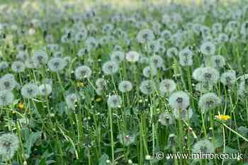 Banish dandelions for good using gardening expert's natural hack — no chemicals