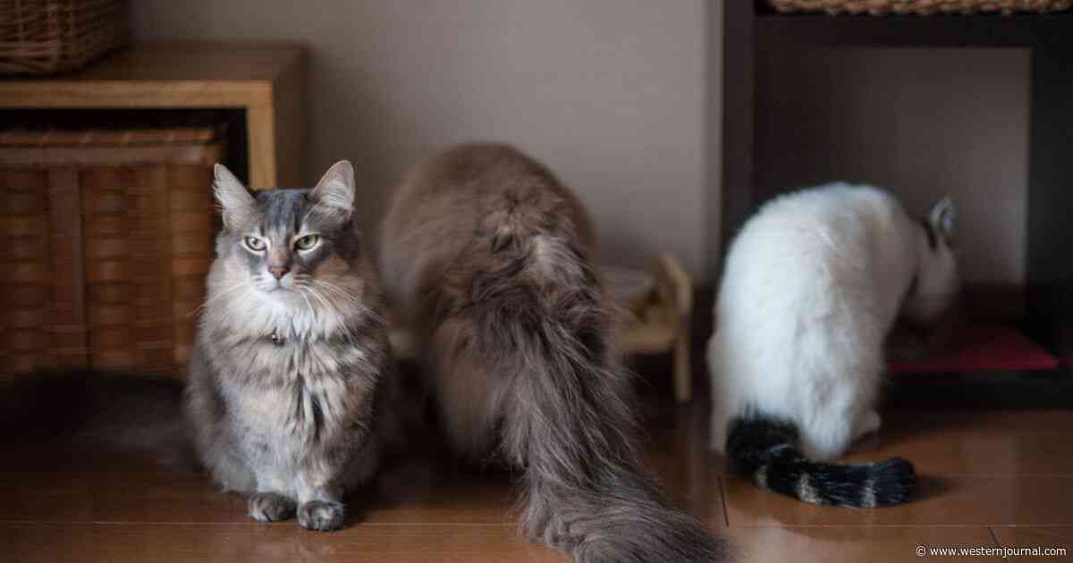 75-Year-Old Man Arrested After 28 Dead Cats Are Found in His Home