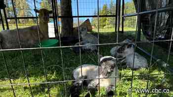 'Rare' quintuplet lamb birth awes Saanich community ahead of Mother's Day