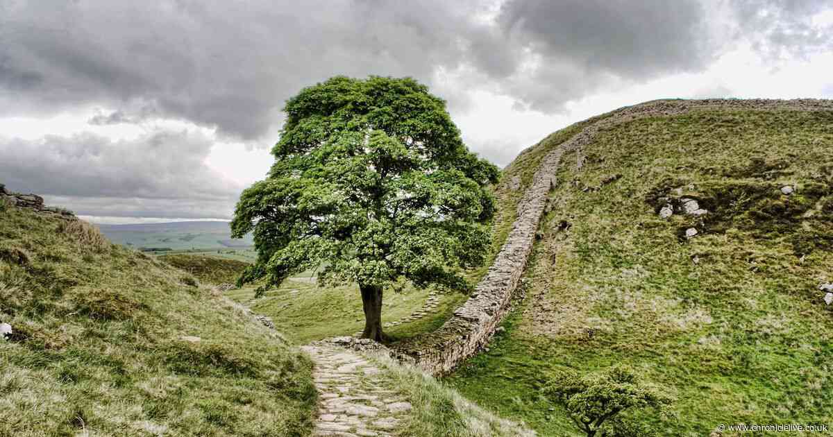 Sycamore Gap tree's remarkable history from film icon to bitter feud before it was felled
