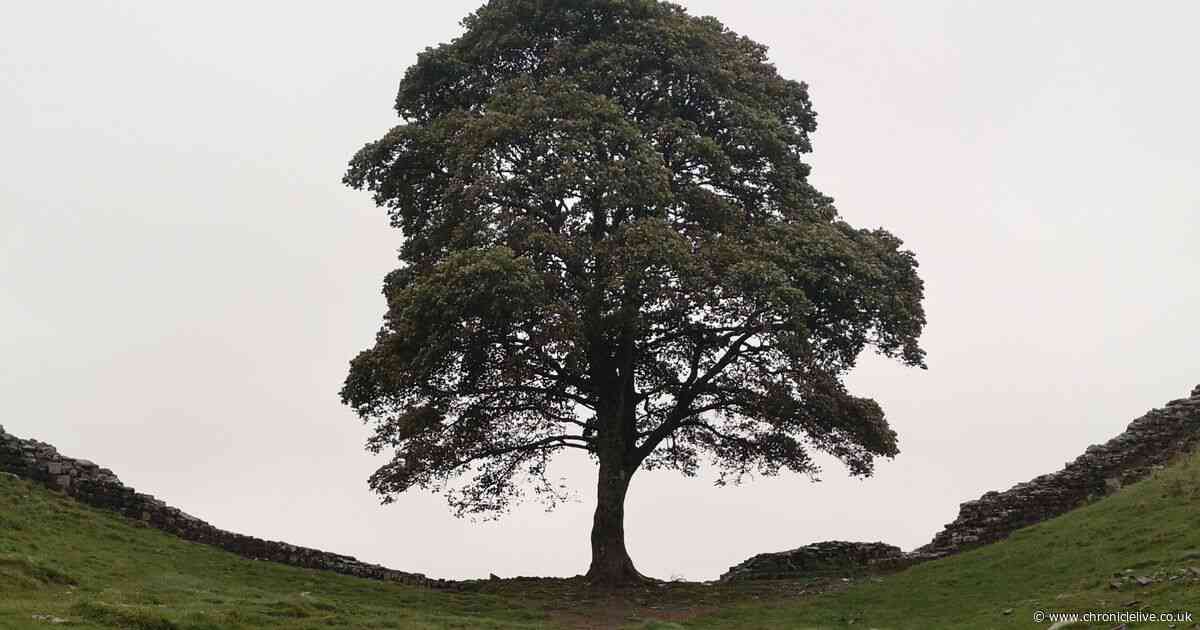Value of Sycamore Gap tree damage outlined after two men found guilty of felling