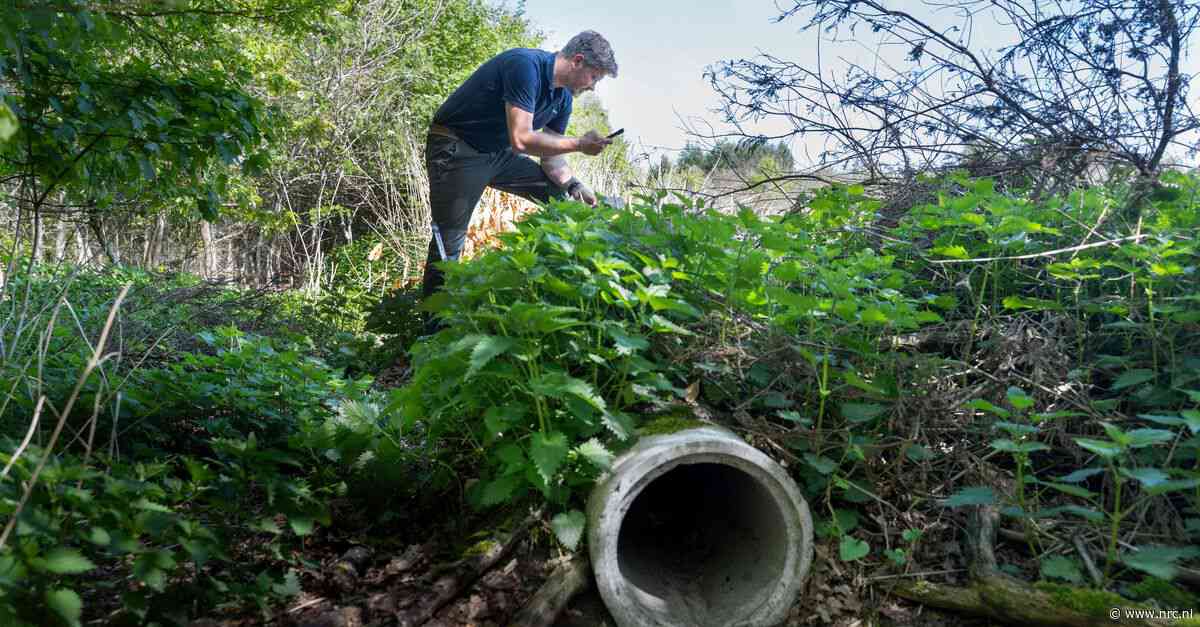De wasbeerhond moet bestreden worden, zegt de jager. Zinloos, zegt de ecoloog, hij gaat nooit meer weg
