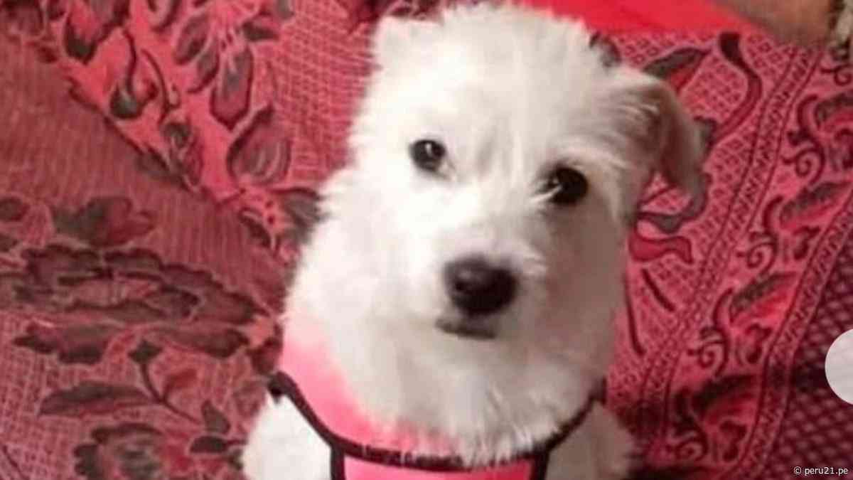 Crimen contra perrita en Trujillo expone abandono estatal: Pancho Cavero exige acción a municipios y al gobierno
