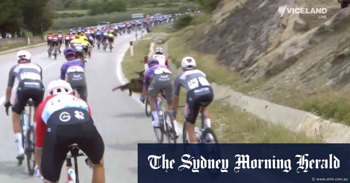 Goat runs through peloton, attacks rider during Giro