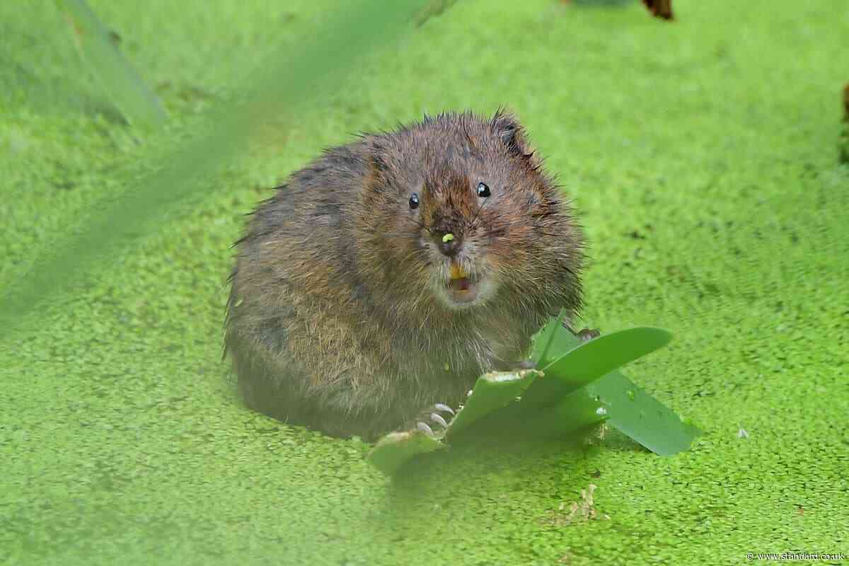 Warning over low funding to tackle invasive species damaging British wildlife