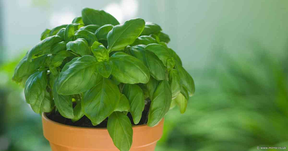 Three herb plants proven to naturally deter ants from your home
