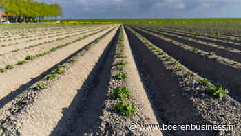 Hoe droog is het in de aardappelteeltgebieden?