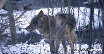 Toronto euthanizes 2 coyotes after attacks reported in Fort York and Liberty Village
