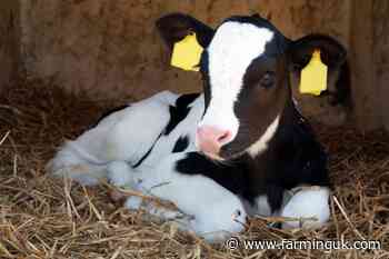 Spike in calf scours drug resistance prompts call for preventative rethink