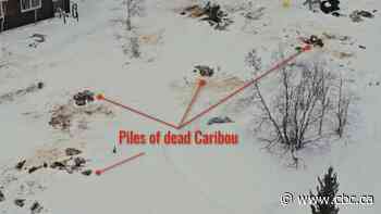 Lodge owner decries killing of caribou on property, but others caution against rush to judgment