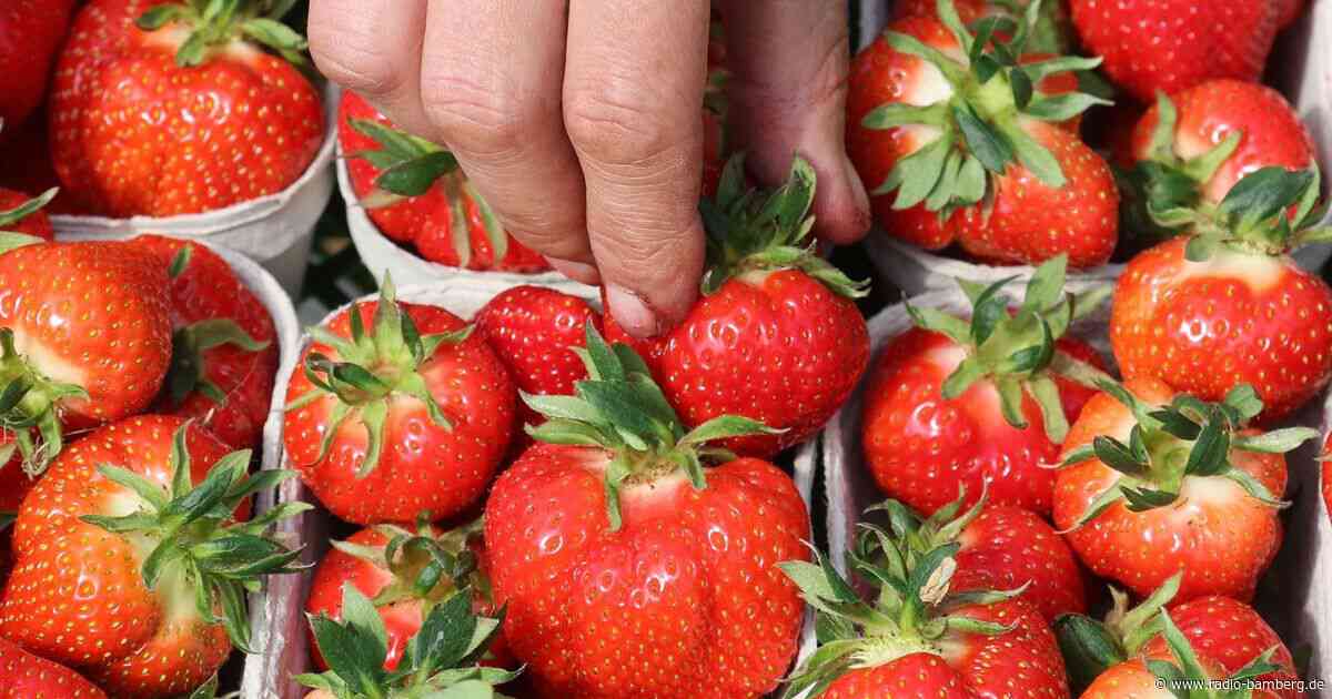 Die Erdbeere ist Deutschlands Lieblingsfrucht