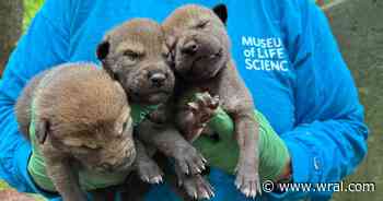 Conservation milestone: Durham's Museum of Life and Science welcomes 3 new baby red wolves