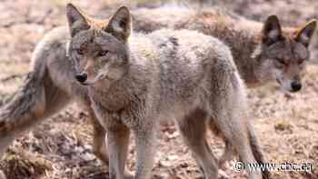 2 problem coyotes in downtown Toronto have been euthanized, city says