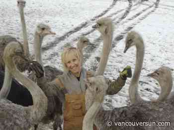 Federal judge says cull of 400 ostriches at B.C. farm hit by avian flu can proceed